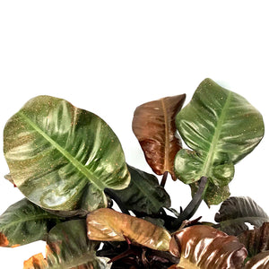 Philodendron, 10in, Black Cardinal