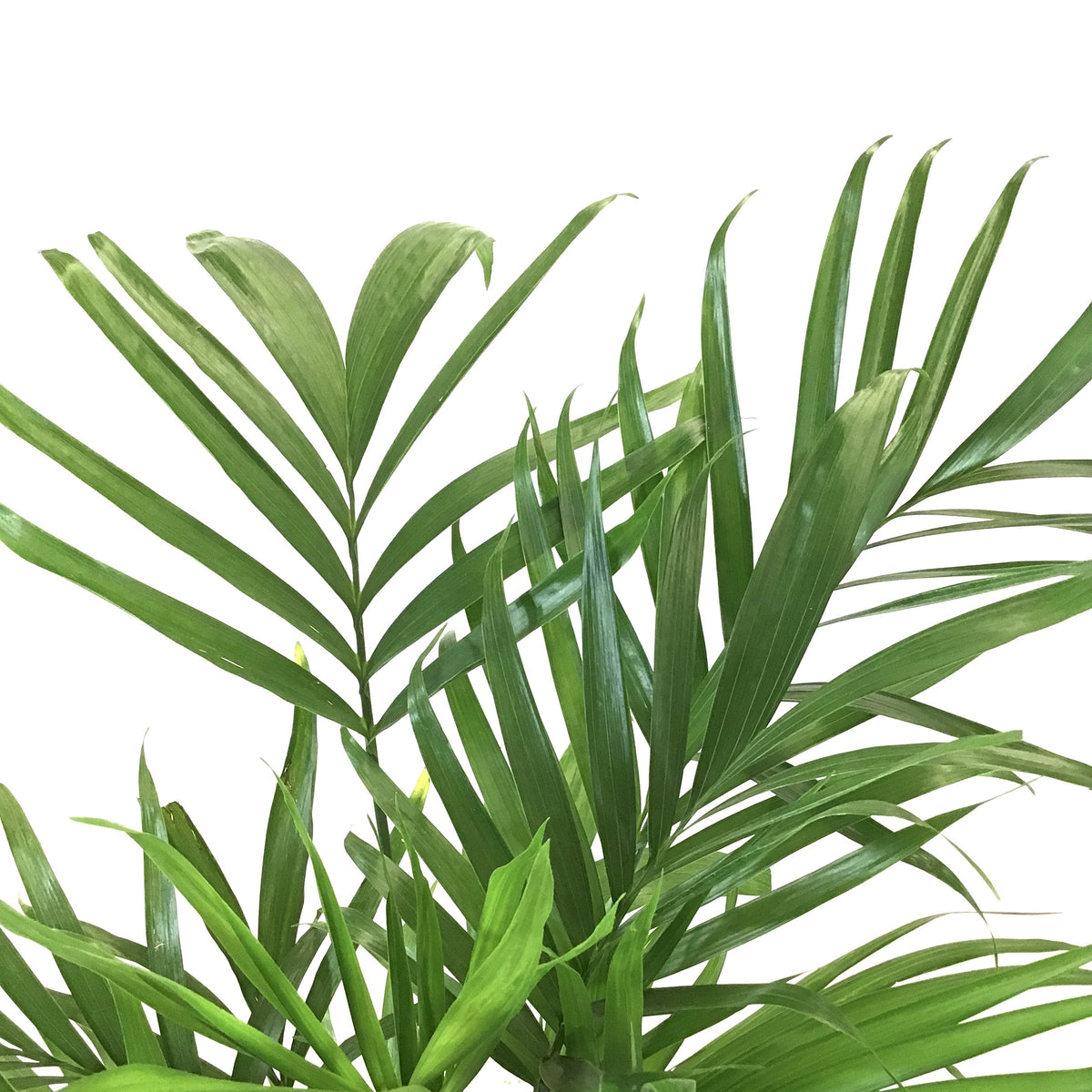 Palm, 10in, Cataractarum