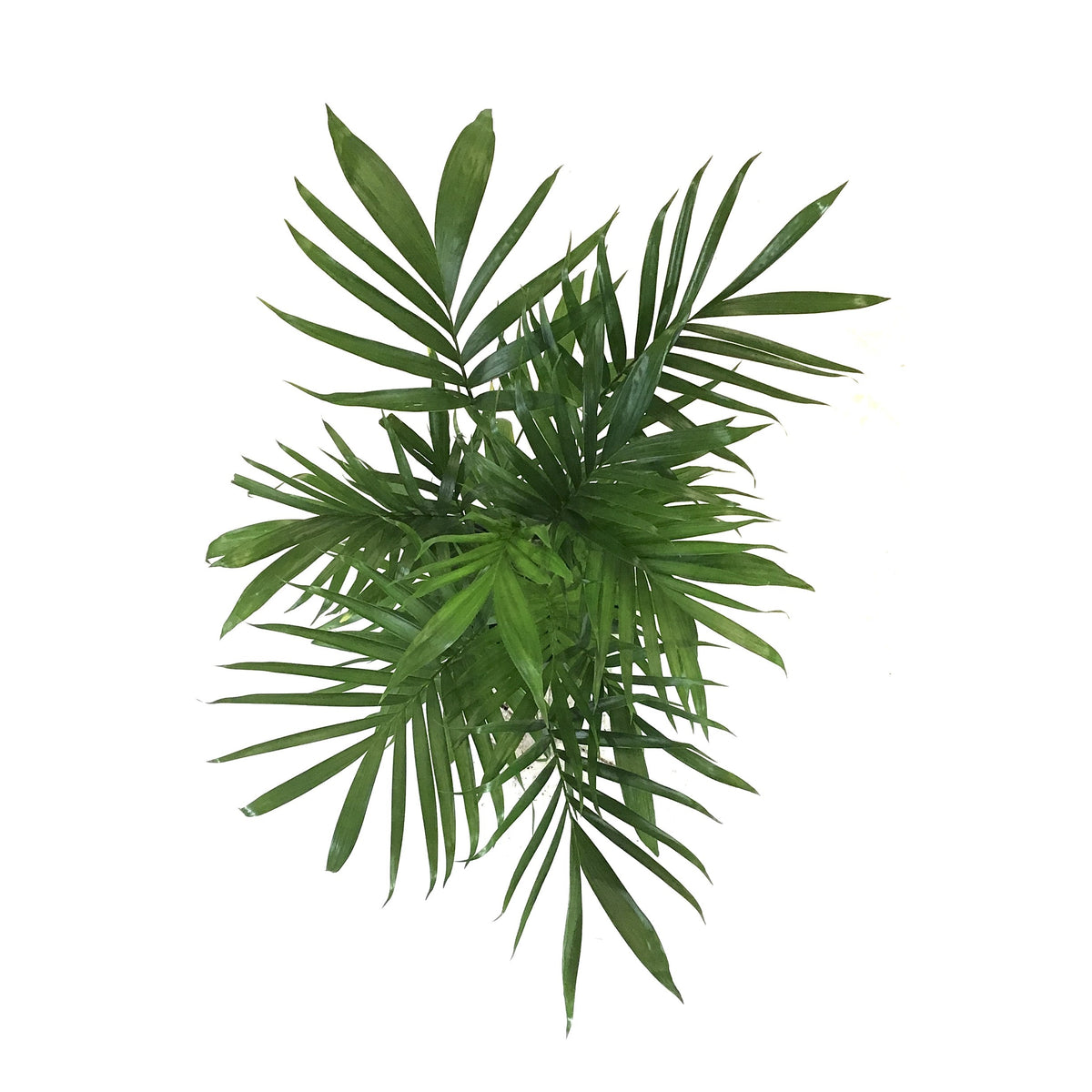 Palm, 10in, Cataractarum