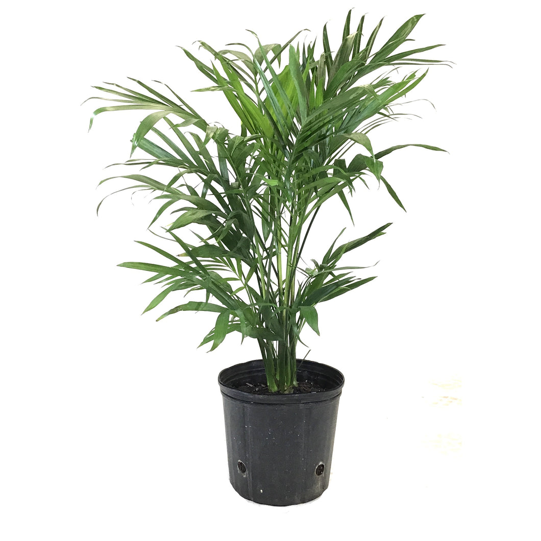 Palm, 10in, Cataractarum