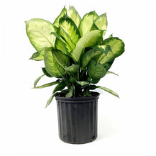 Load image into Gallery viewer, Dieffenbachia, 10in, Tropic Marianne
