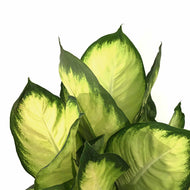 Dieffenbachia, 10in, Tropic Marianne