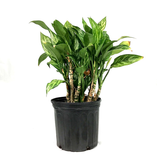 Aglaonema, 10in, Tigress - Floral Acres Greenhouse & Garden Centre