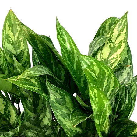 Aglaonema, 10in, Tigress - Floral Acres Greenhouse & Garden Centre