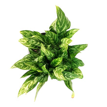 Load image into Gallery viewer, Aglaonema, 10in, Tigress - Floral Acres Greenhouse &amp; Garden Centre
