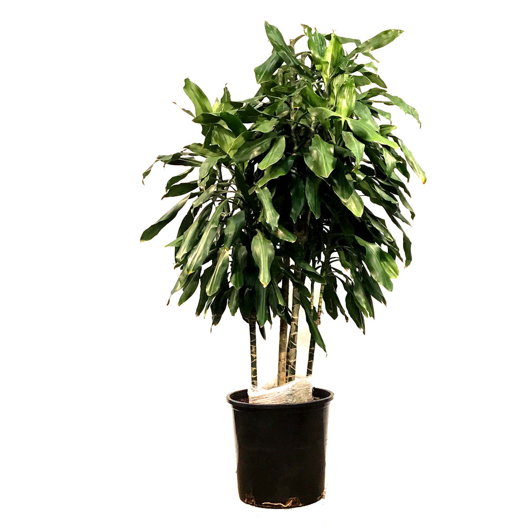 Dracaena, 14in, Janet Lind Cane