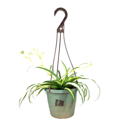 Spider Plant, 6.5in Haning Basket, Green Edge