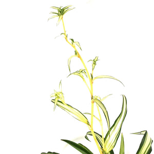 Spider Plant, 6.5in Haning Basket, Green Edge