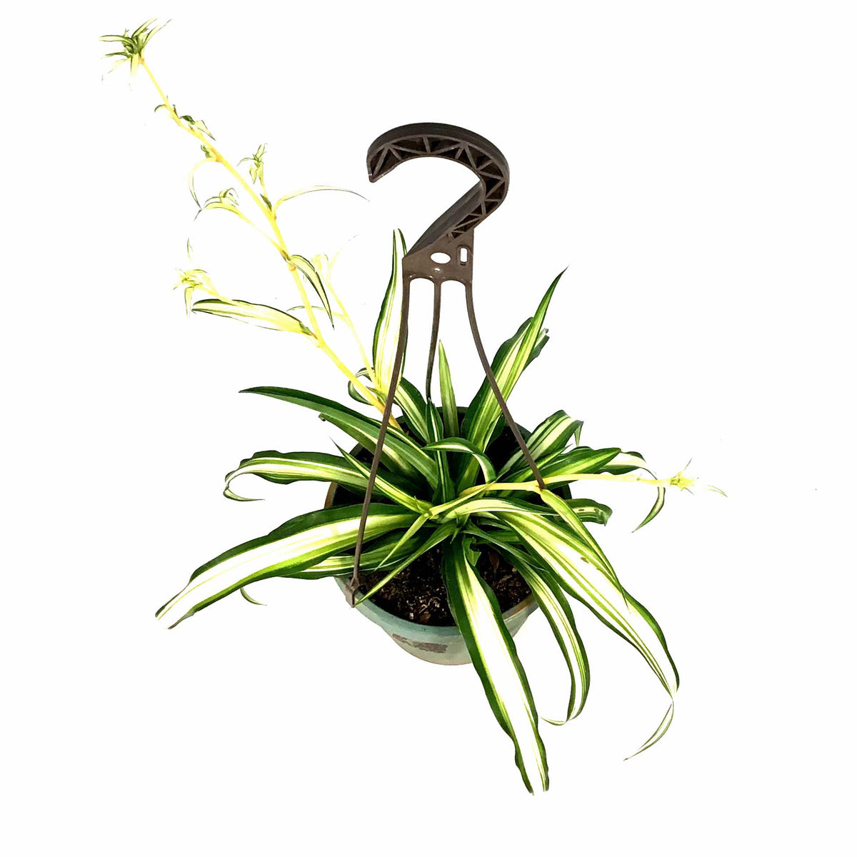 Spider Plant, 6.5in Haning Basket, Green Edge
