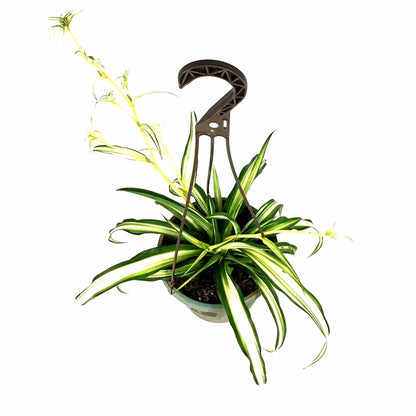 Spider Plant, 6.5in Haning Basket, Green Edge