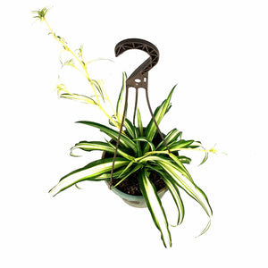 Spider Plant, 6.5in Haning Basket, Green Edge