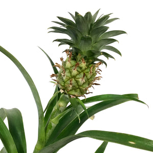 Pineapple, 6in