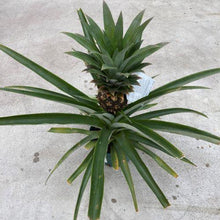 Load image into Gallery viewer, Pineapple, 6in - Floral Acres Greenhouse &amp; Garden Centre
