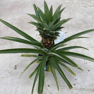 Pineapple, 6in - Floral Acres Greenhouse & Garden Centre
