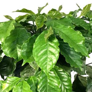 Coffee Plant, 10in, Arabica