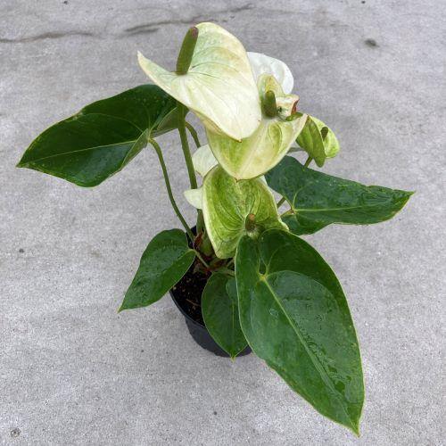 Anthurium, 6in, Assorted - Floral Acres Greenhouse & Garden Centre