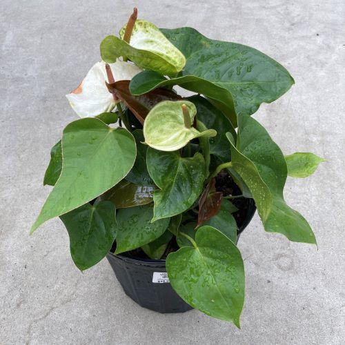 Anthurium, 10in, Assorted - Floral Acres Greenhouse & Garden Centre