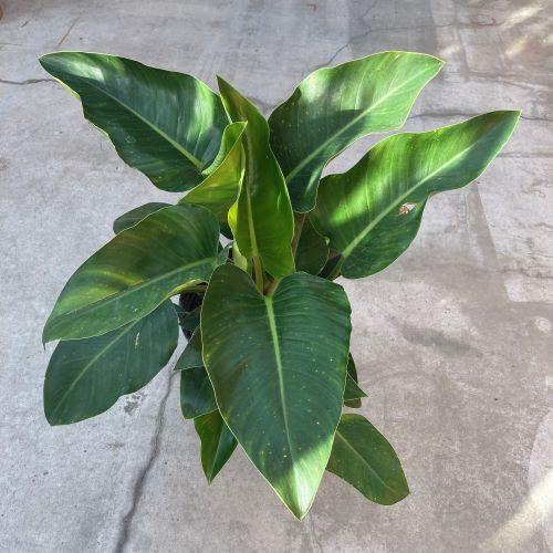 Philodendron, 10in, Imperial Green - Floral Acres Greenhouse & Garden Centre