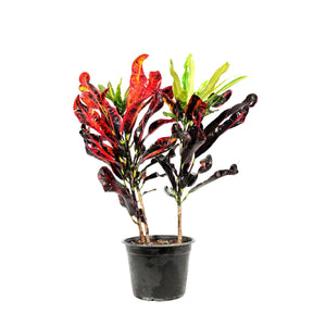 Croton, 6in, Mammy