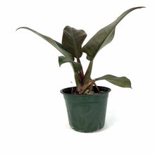 Load image into Gallery viewer, Philodendron, 6in, Imperial Red
