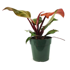 Philodendron, 6in, McColley's Finale