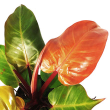 Load image into Gallery viewer, Philodendron, 6in, McColley&#39;s Finale
