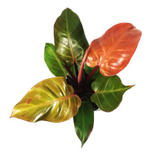 Load image into Gallery viewer, Philodendron, 6in, McColley&#39;s Finale
