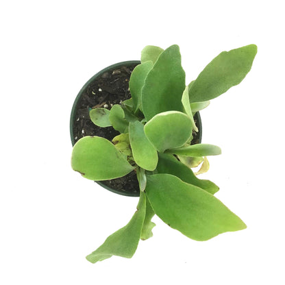 Fern, 4in, Staghorn