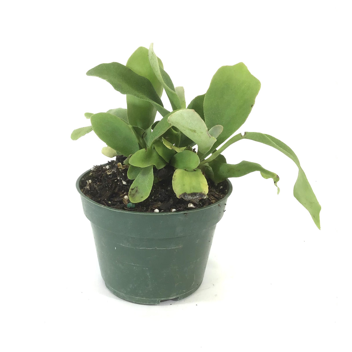 Fern, 4in, Staghorn