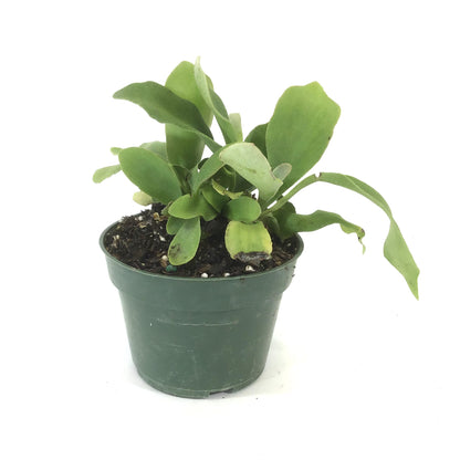 Fern, 4in, Staghorn