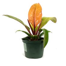 Load image into Gallery viewer, Philodendron, 6in, Prince of Orange
