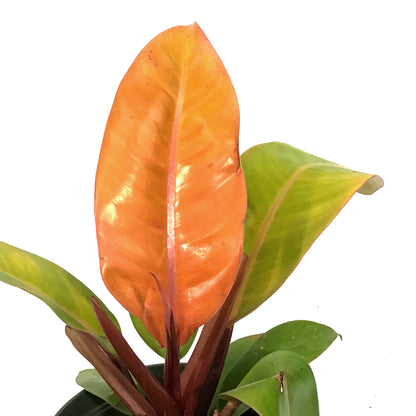 Philodendron, 6in, Prince of Orange