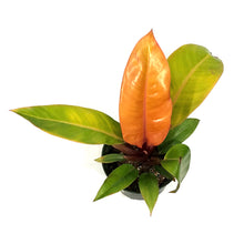 Load image into Gallery viewer, Philodendron, 6in, Prince of Orange
