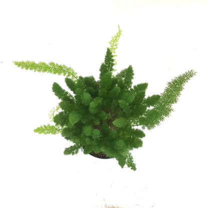 Fern, 10in, Foxtail