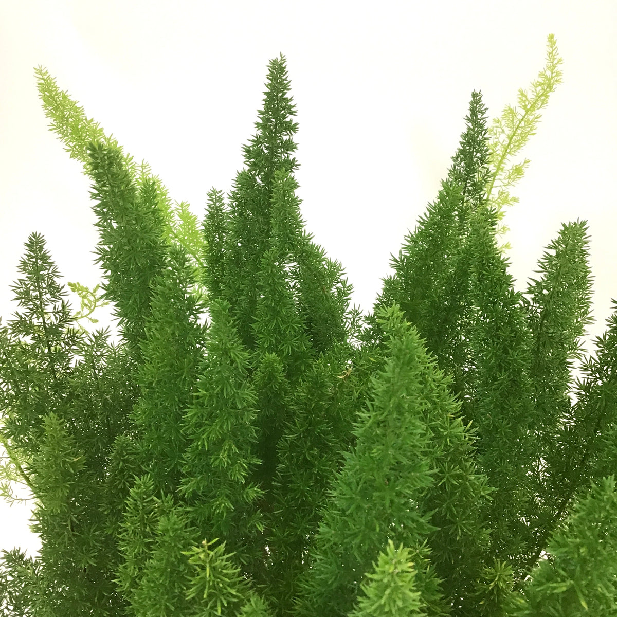 Fern, 10in, Foxtail