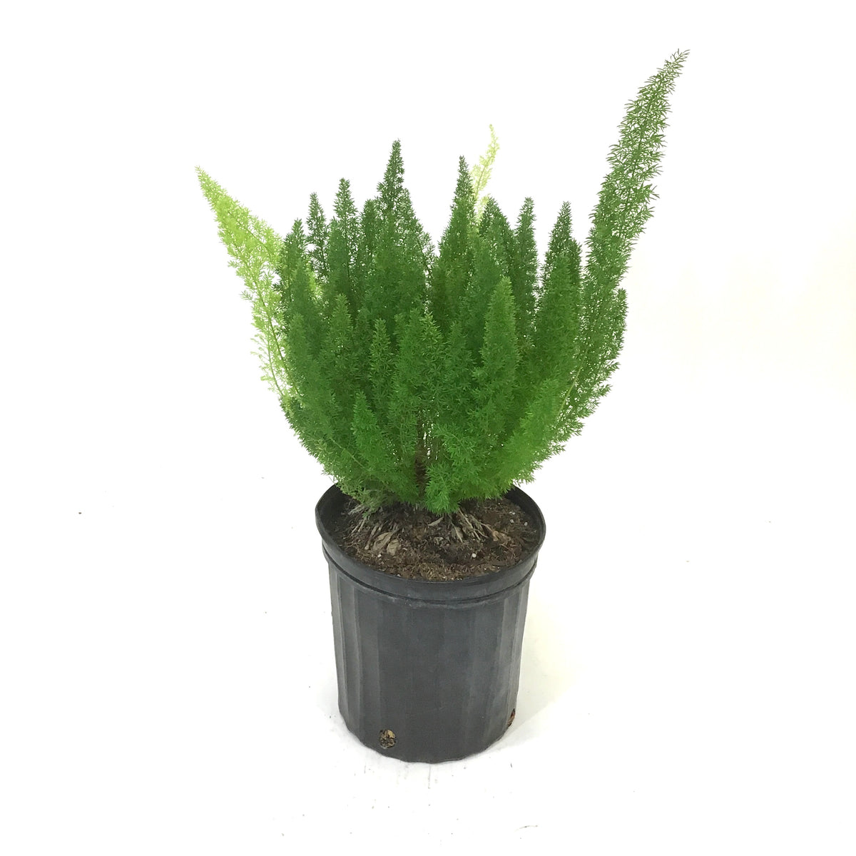 Fern, 10in, Foxtail