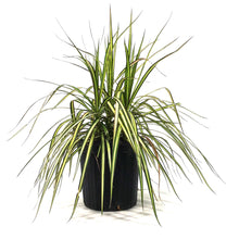 Load image into Gallery viewer, Dracaena, 10in, Kiwi Stump
