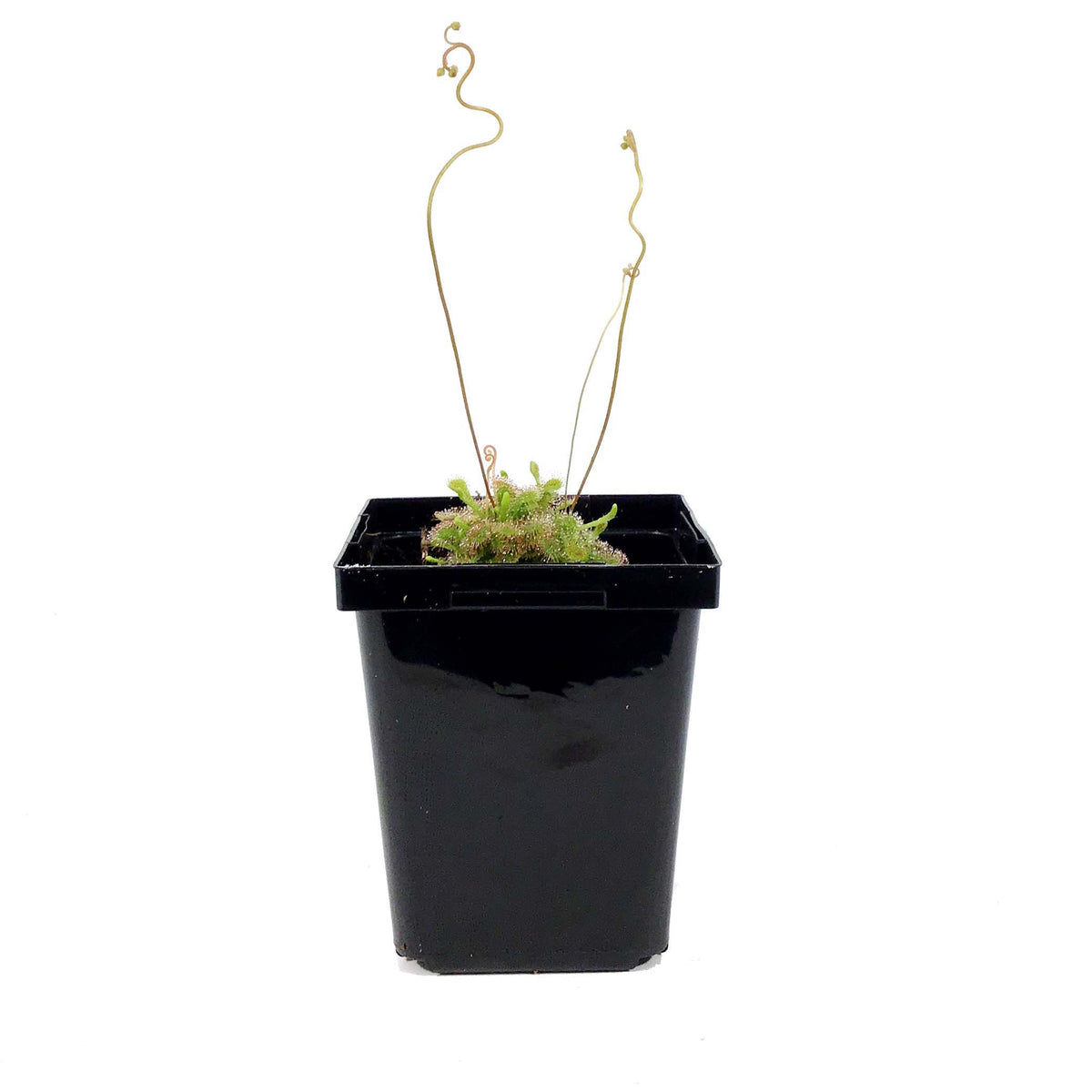 Sundew, 3.5in, Rosette