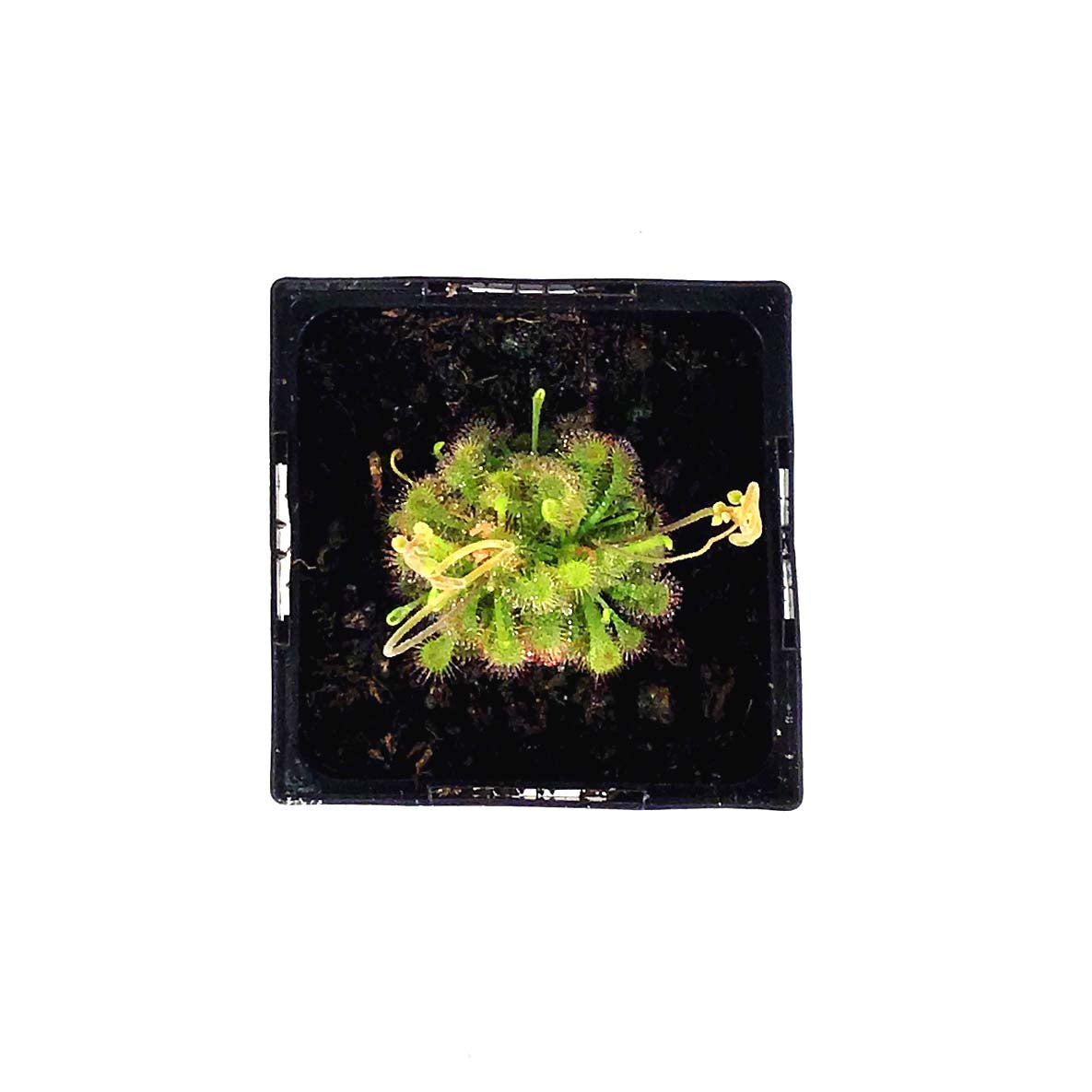 Sundew, 3.5in, Rosette