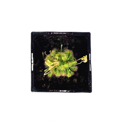 Sundew, 3.5in, Rosette