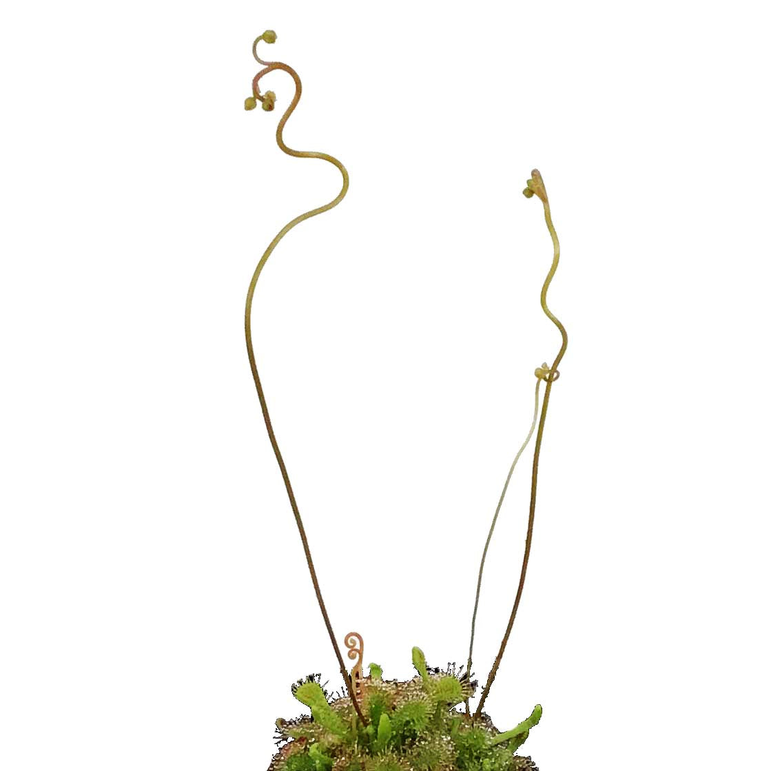 Sundew, 3.5in, Rosette