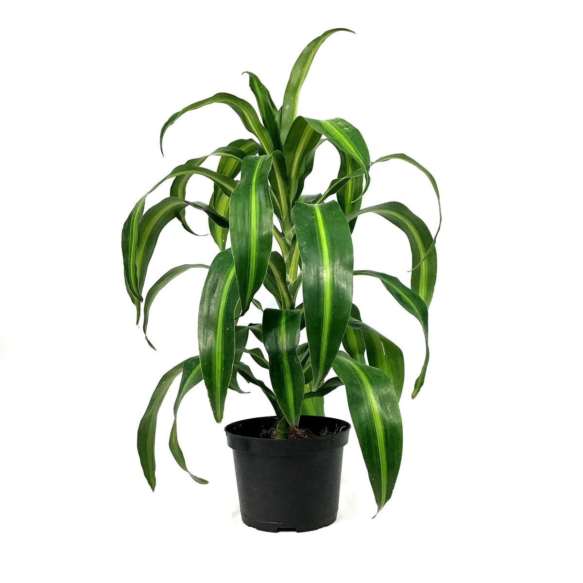 Dracaena, 6in, Hawaiian Sunshine