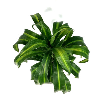 Dracaena, 6in, Hawaiian Sunshine