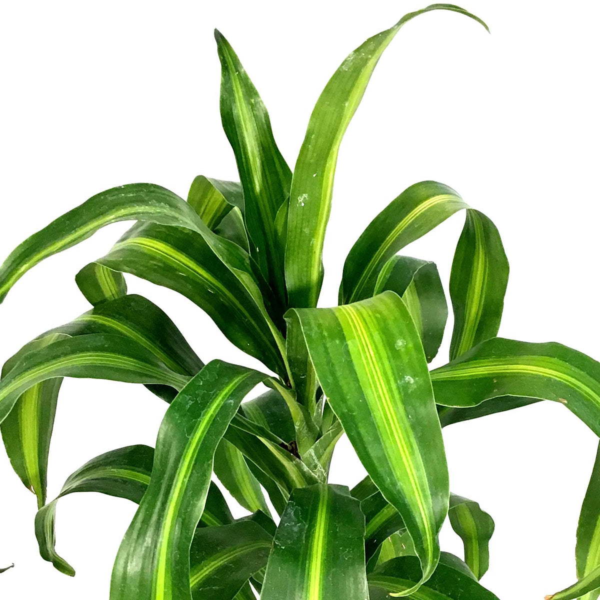Dracaena, 6in, Hawaiian Sunshine