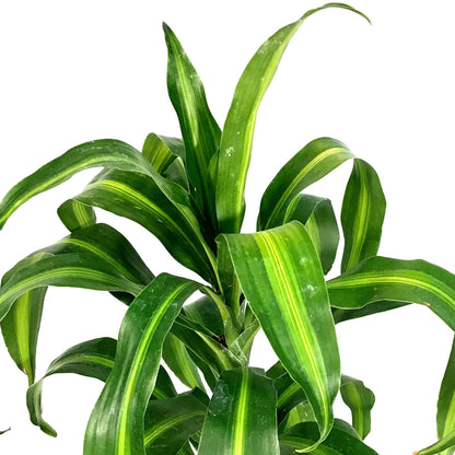 Dracaena, 6in, Hawaiian Sunshine