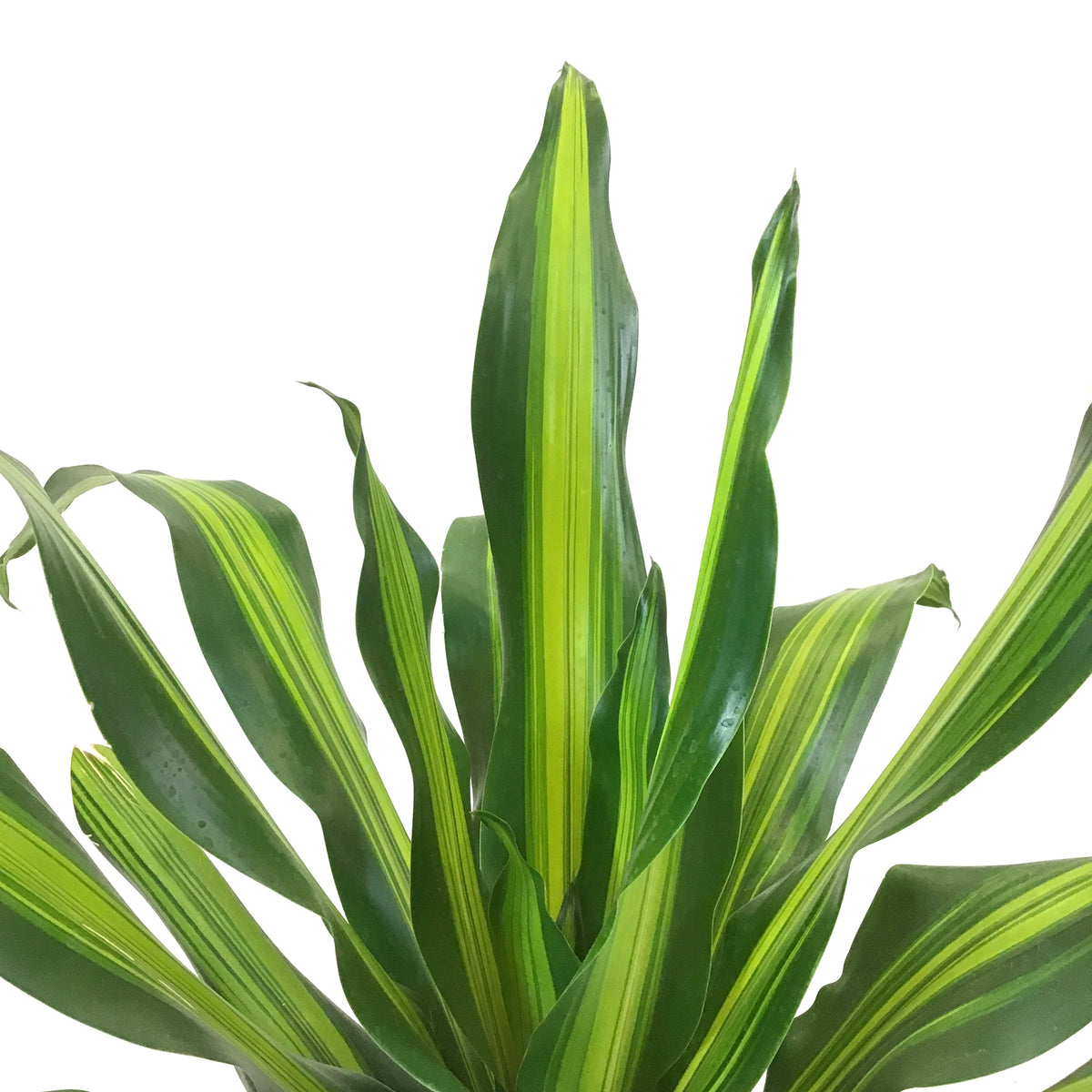 Dracaena, 10in, Golden Heart