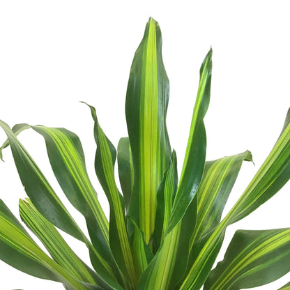 Dracaena, 10in, Golden Heart