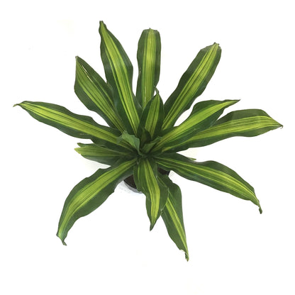 Dracaena, 10in, Golden Heart
