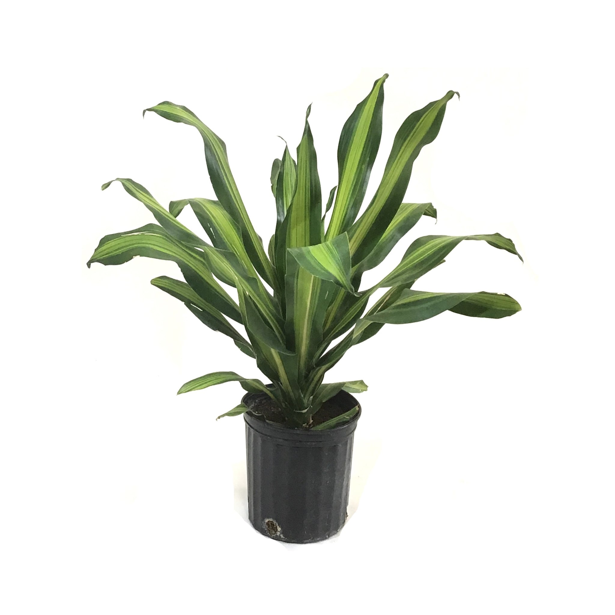 dracaena arborea golden heart Dracaena, 10in, Golden Heart – Floral Acres Greenhouse & Garden Centre