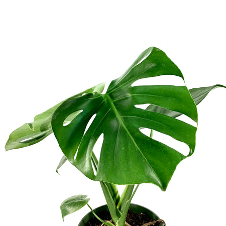 Monstera, 6in, Deliciosa